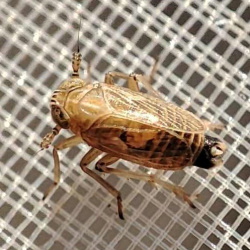 Toya propinqua